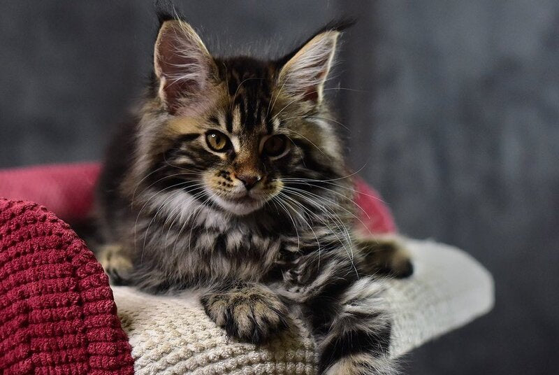Calypso Maine Coon male, black tabby