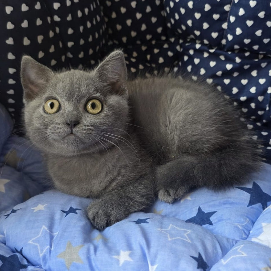 Veniamin British Shorthair male, blue