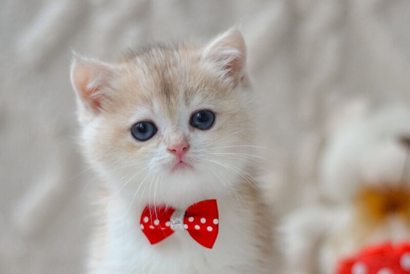 Niko British Shorthair male, blue golden chinchilla