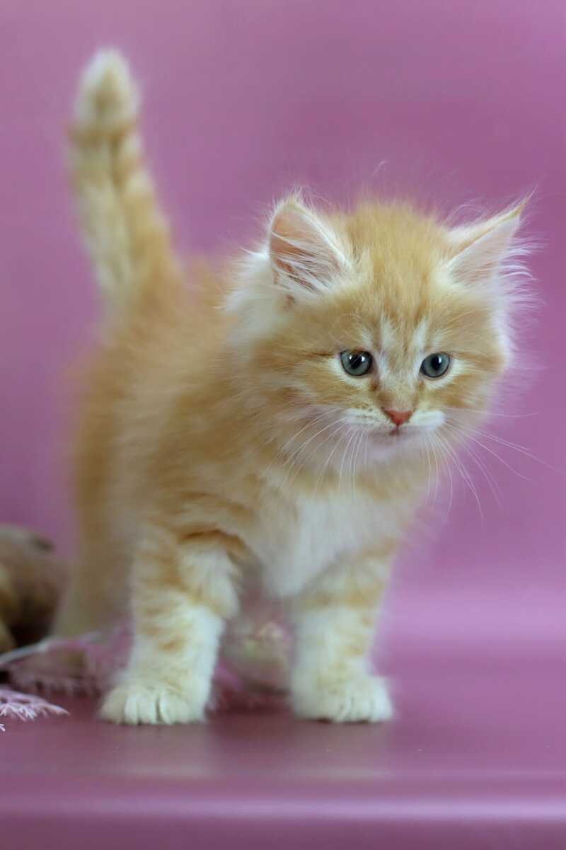 Eden Siberian male red silver - live animals