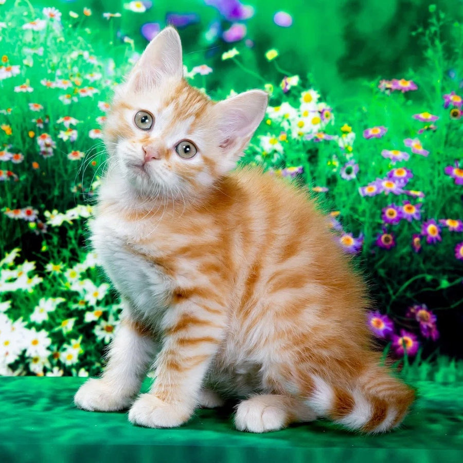 Zhorik Siberian male, red spotted tabby