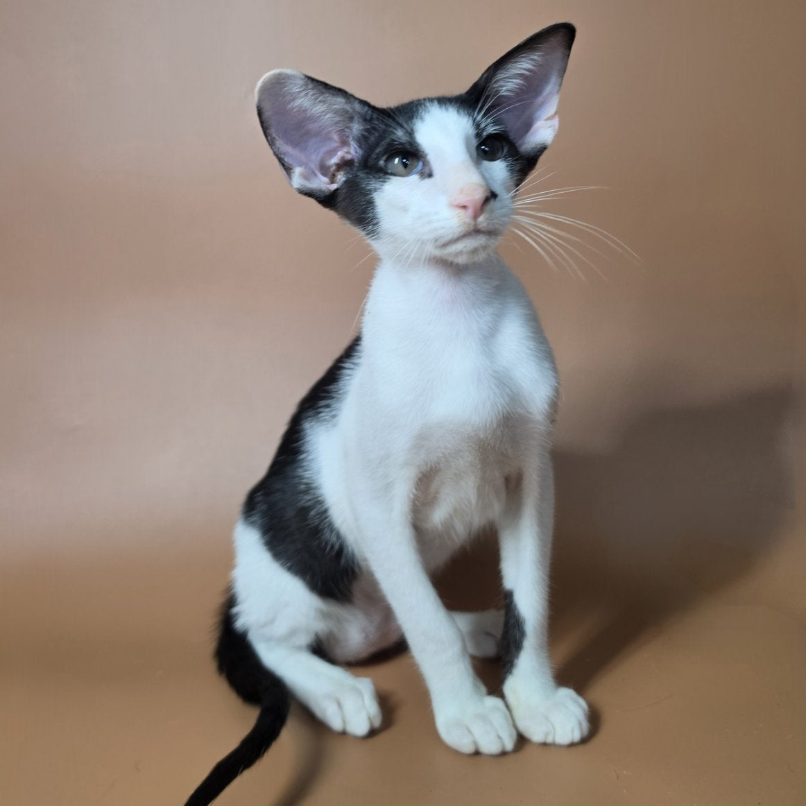 Asher Oriental Shorthair male, black bicolour