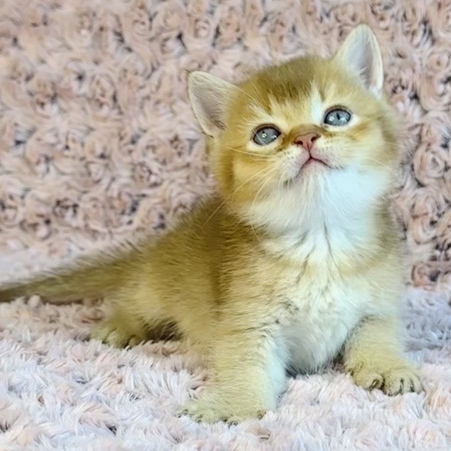 Golden Prince British Shorthair male, cinnamon golden shaded