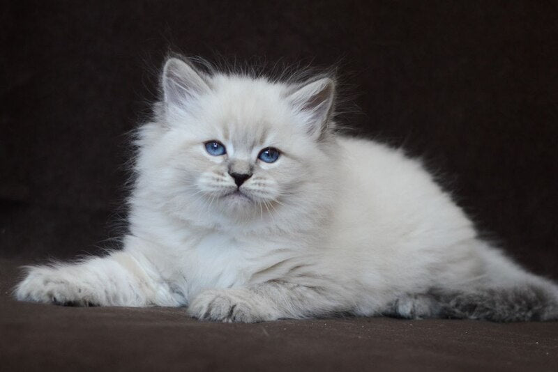 Eliksir Neva Masquerade male, blue tabby pointed