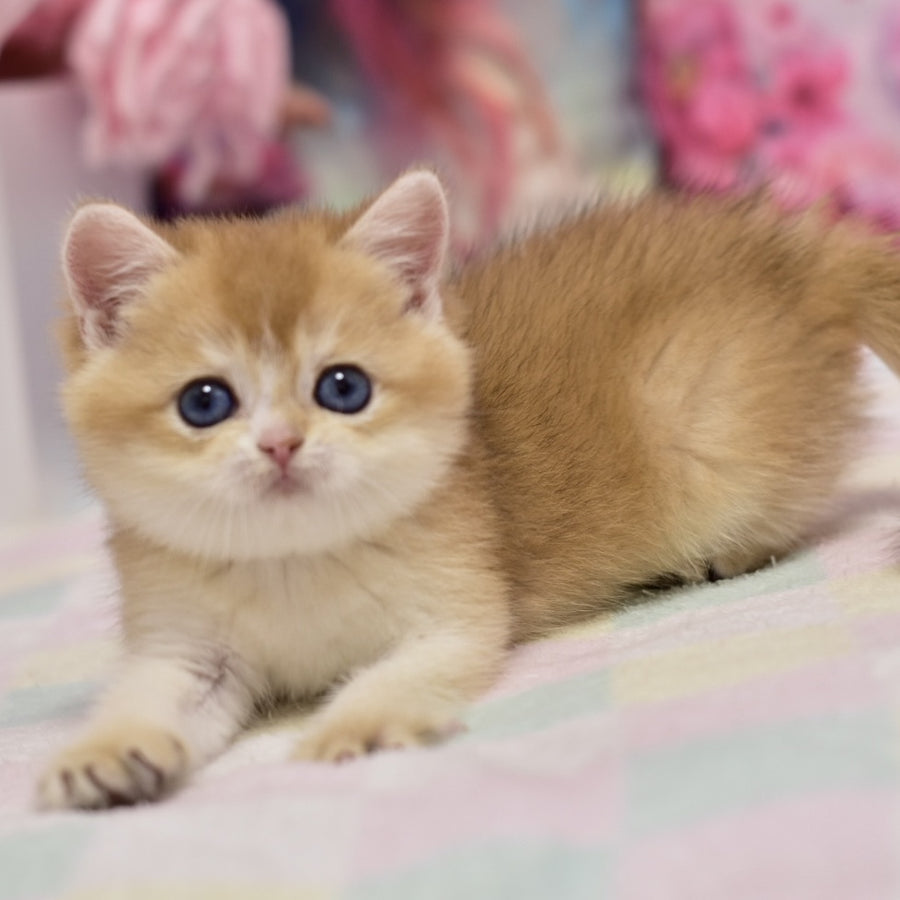 Eclair British Shorthair male, black golden shaded