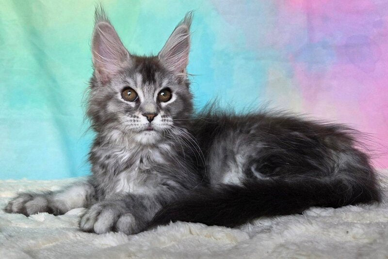 Persephona Maine Coon female, black silver ticked tabby
