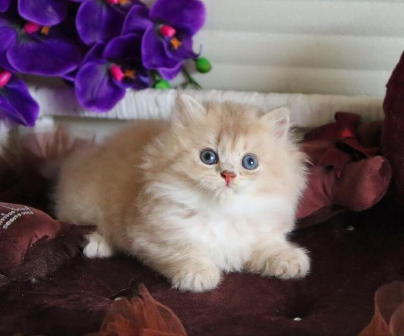 Shakira British Shorthair female, lilac golden shaded