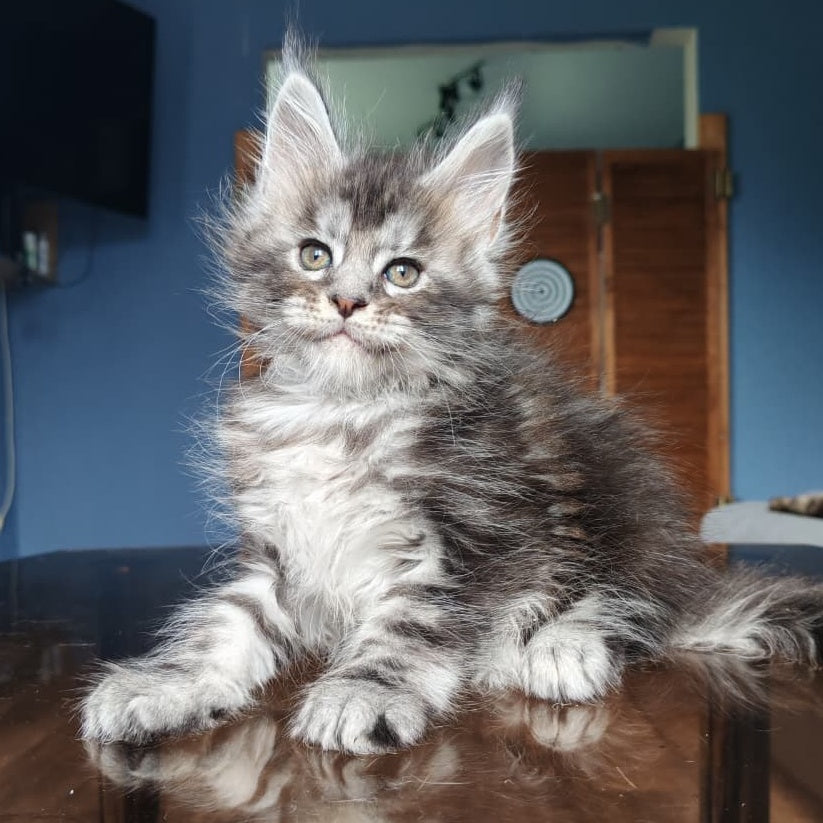Runa Maine Coon female, black silver tabby