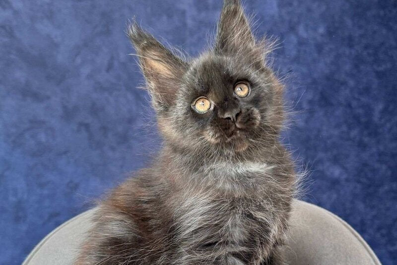 Azari Maine Coon female black silver with white - live animals