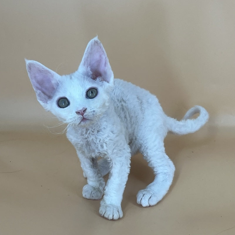 Alma Devon Rex female, white