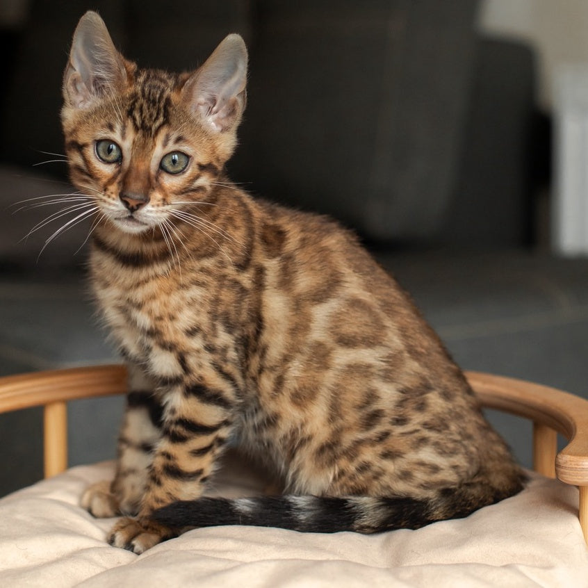 Nala Bengal female, black spotted tabby