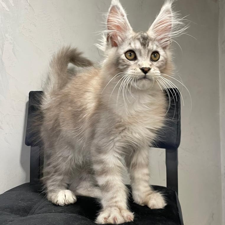 Markush Maine Coon male, blue silver ticked tabby