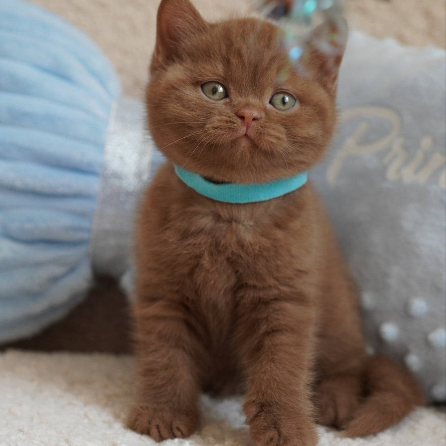 Ugo British Shorthair male, cinnamon