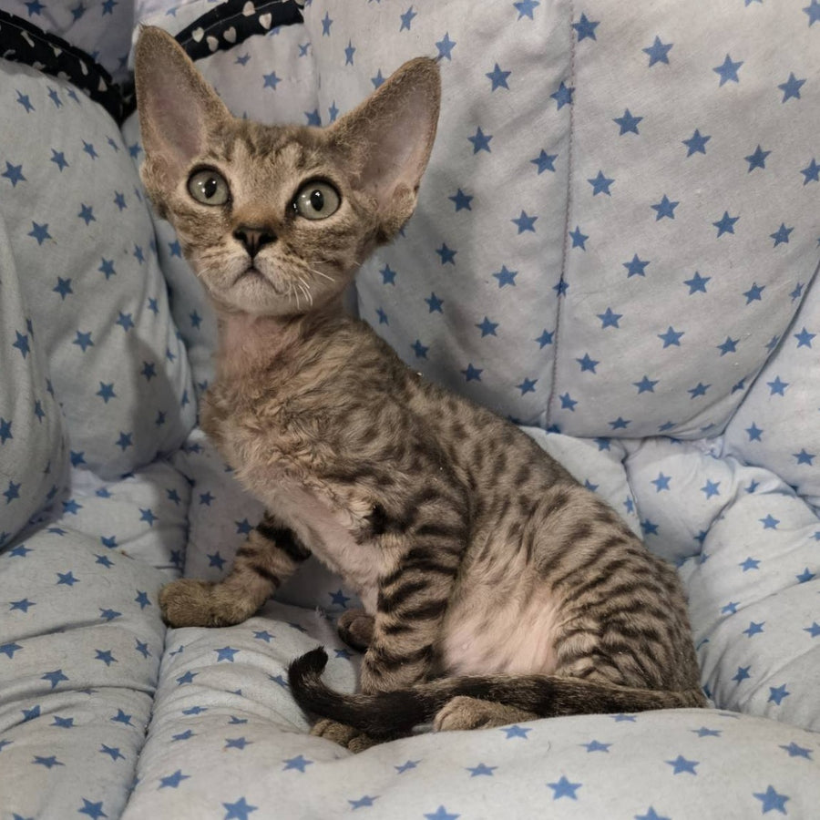 Aisha Devon Rex female, black tabby