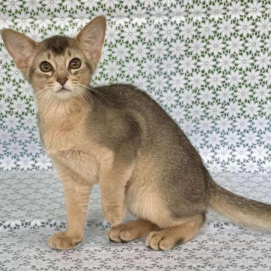 Fiesta Abyssinian female, blue