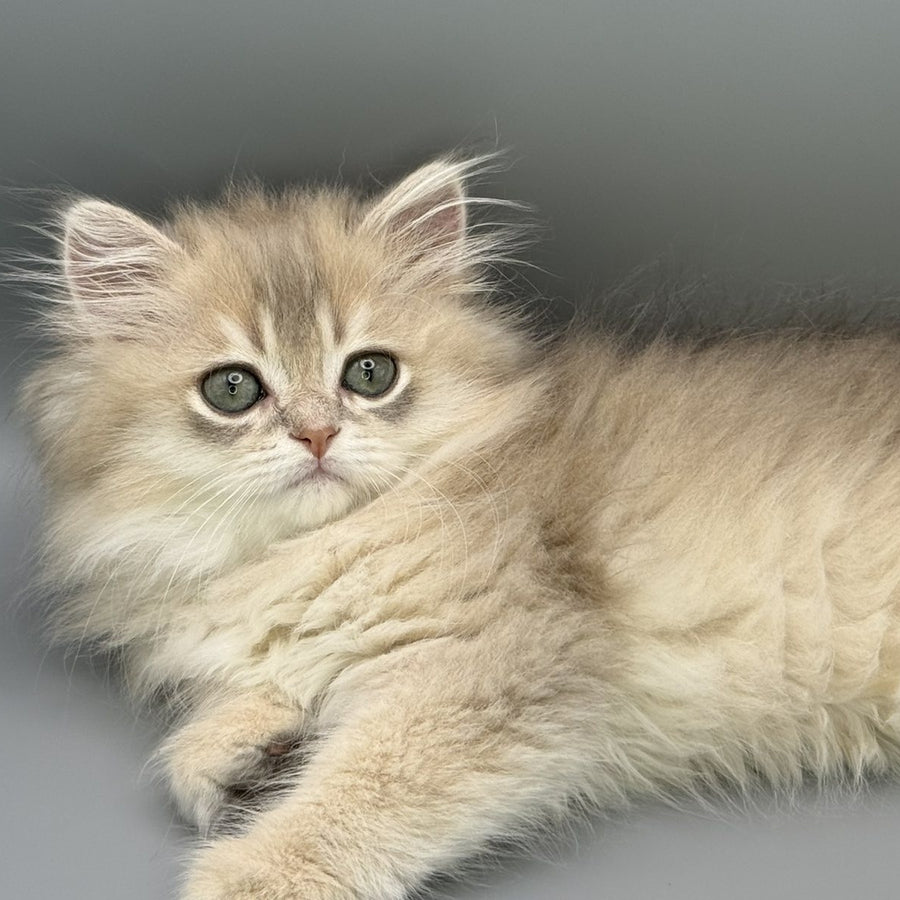 Jardin Scottish Straight female, blue golden shaded