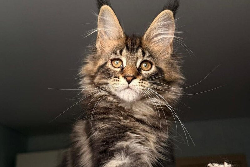 Yrolika Maine Coon female black tabby - live animals