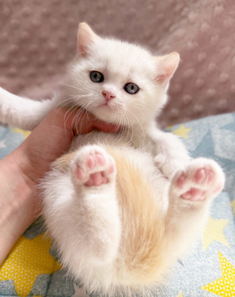 Leandro British Shorthair male, silver pointed bicolour