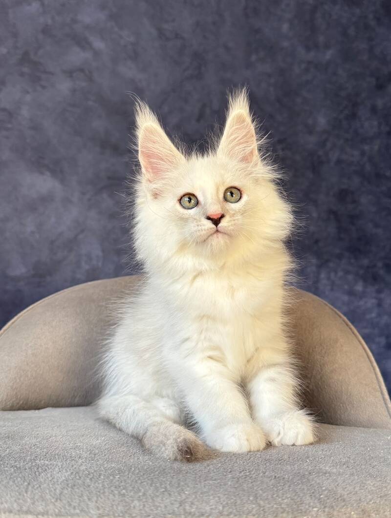 Glen Ellen Maine Coon female, black tortie silver shaded