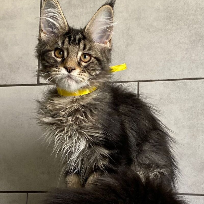 Umba Maine Coon female, black tabby