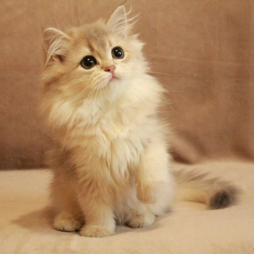Olivia British Longhair female, blue golden shaded