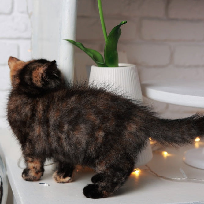 Afina British Shorthair female, black tortie