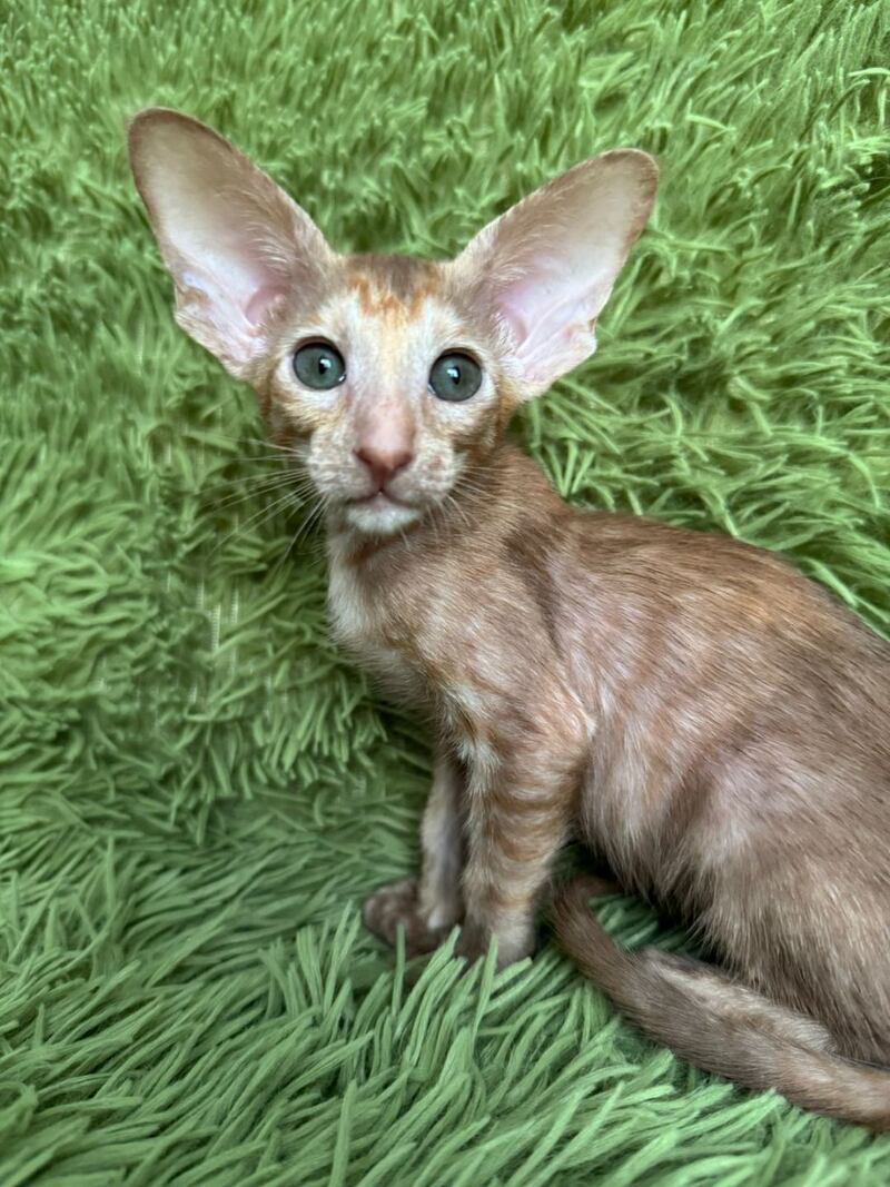 Luna Oriental Shorthair female cinnamon tortie - live animals