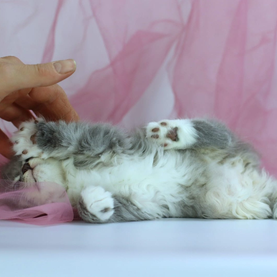 IrtyshIrtysh Siberian male, blue with white spotted tabby