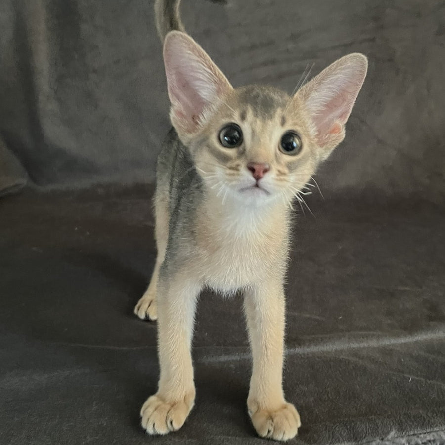 Fibi Abyssinian female, blue