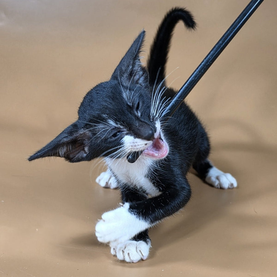 Daphne Oriental Shorthair female, black bicolour