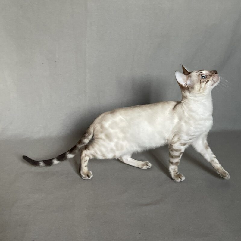 Jinx Bengal male, black spotted tabby pointed
