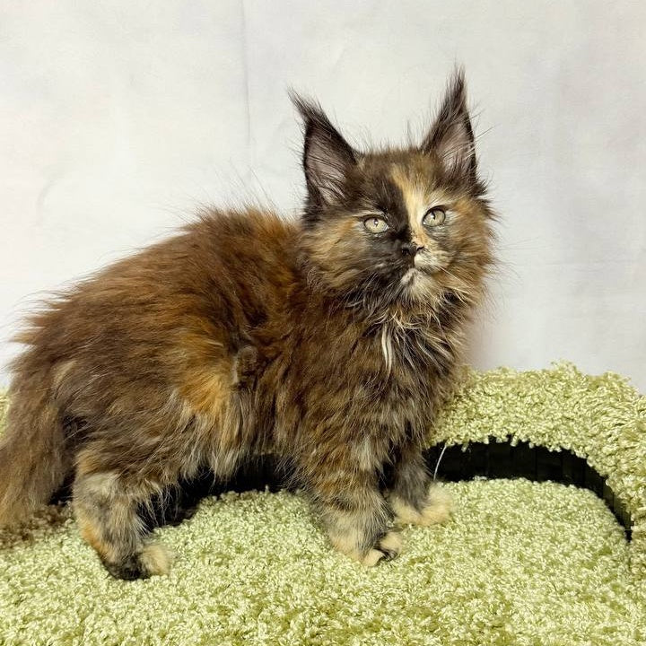 Magnolia Maine Coon female, black tortie