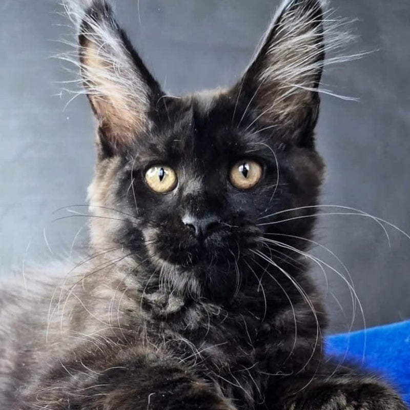 Kira Loren Maine Coon female, black