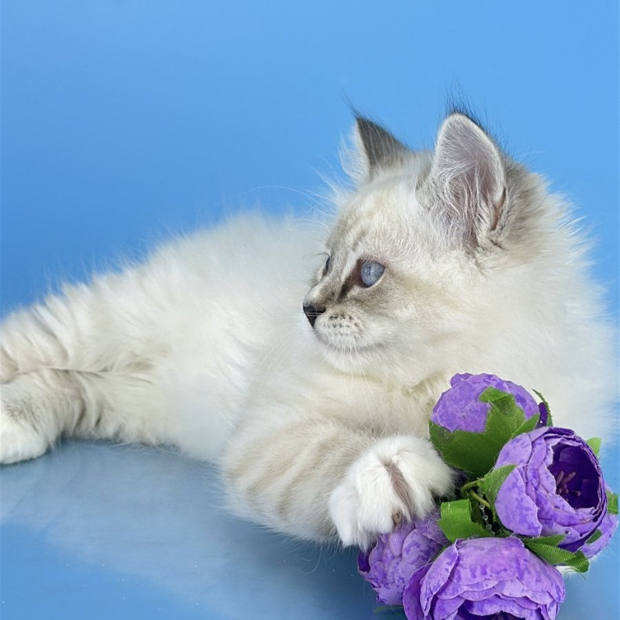 Aramis Siberian male, black tabby pointed bicolour