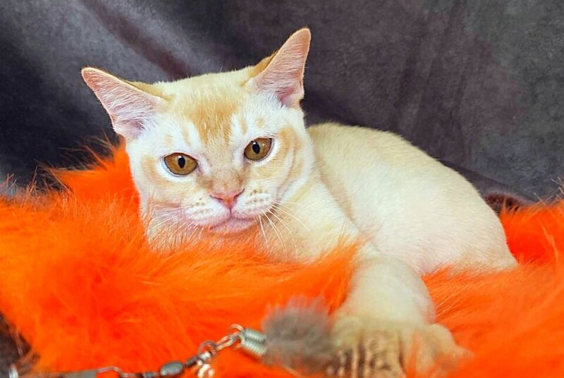 Oliver Burmese male, red