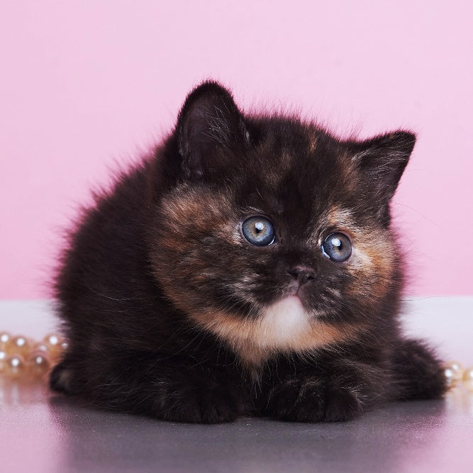 Africa British Shorthair female, black tortie