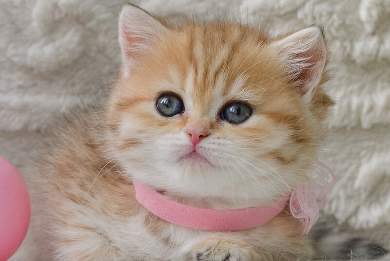 Celine British Shorthair female, black golden spotted tabby
