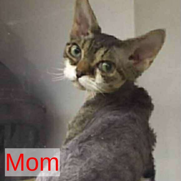 Nonna Devon Rex female, black tortie