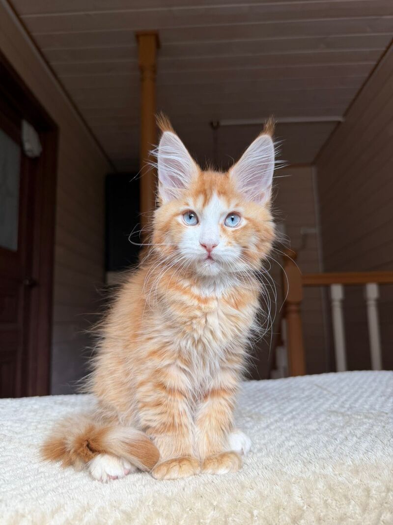 Tutti Frutti Maine Coon male red tabby with white - live animals