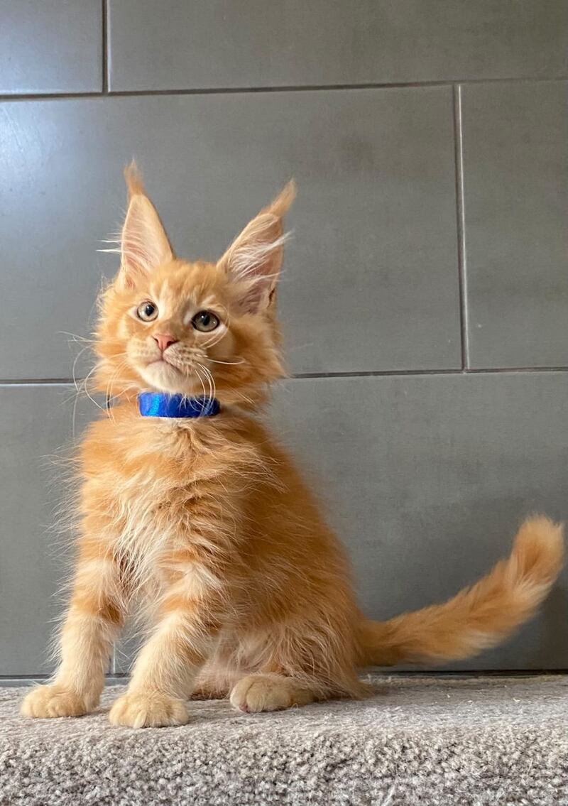 Winnipeg Maine Coon male, red tabby