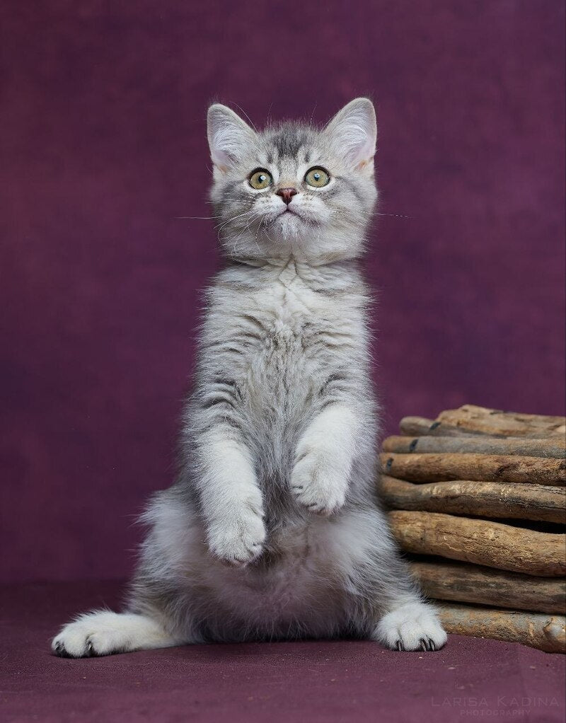 Eustace Scottish Straight male blue silver ticked tabby - live animals