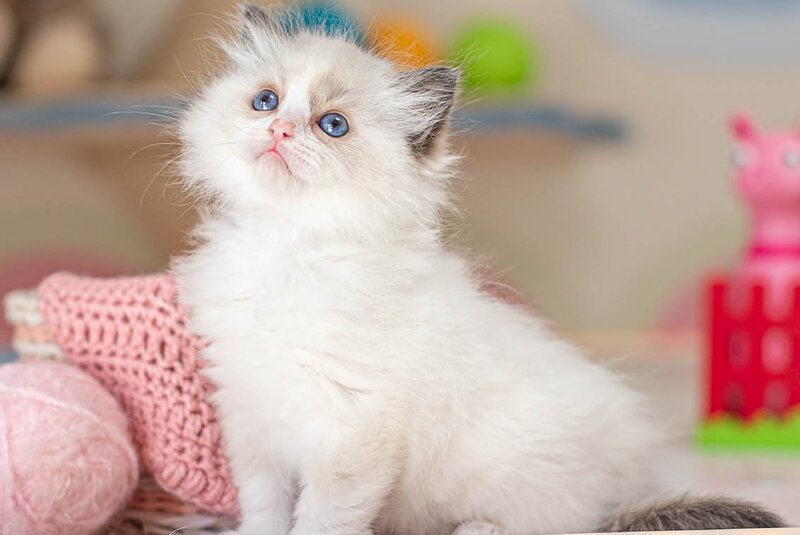 Valerie Ragdoll female, seal bicolour