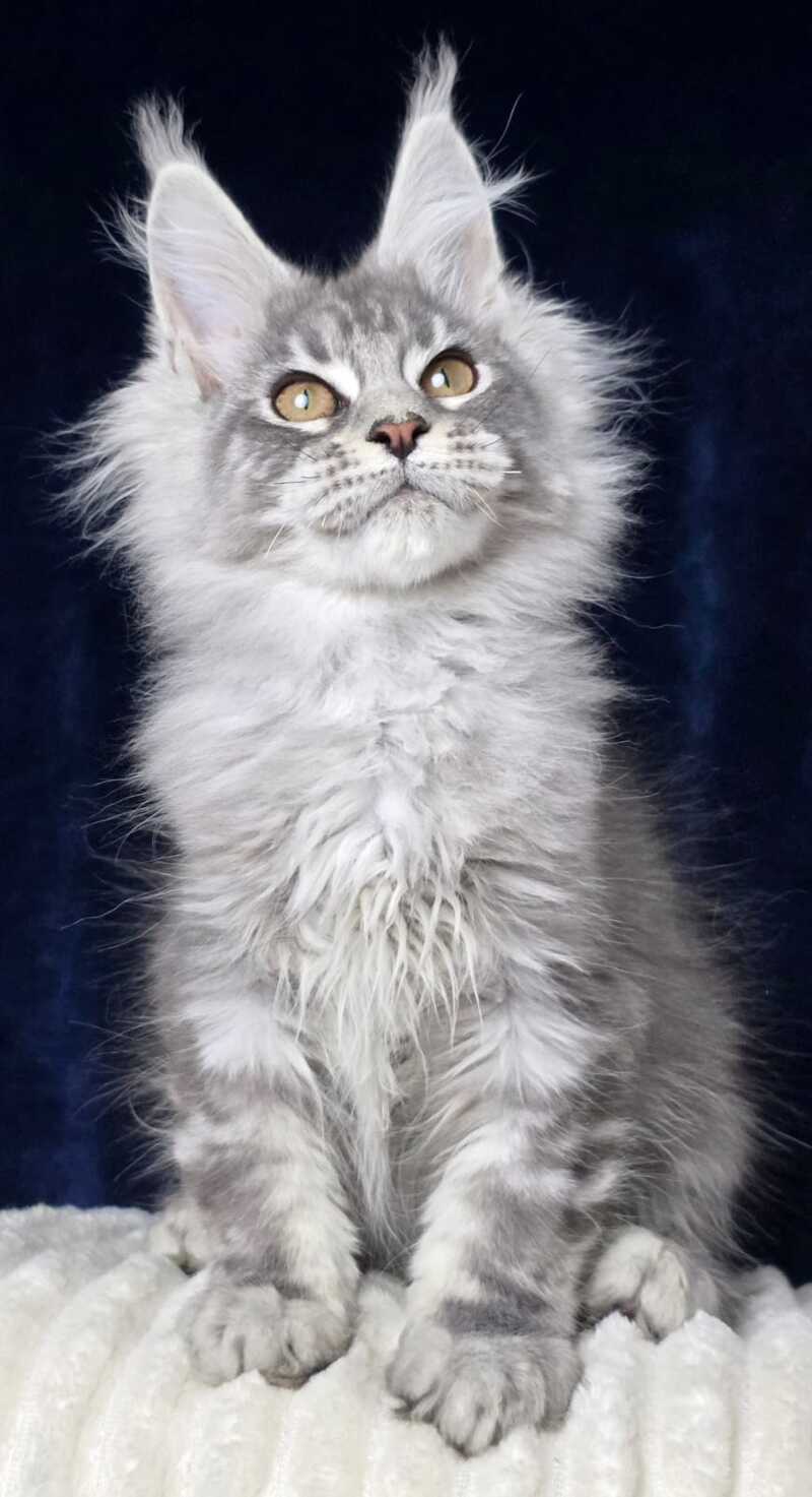 Caruso Maine Coon male, black silver tabby