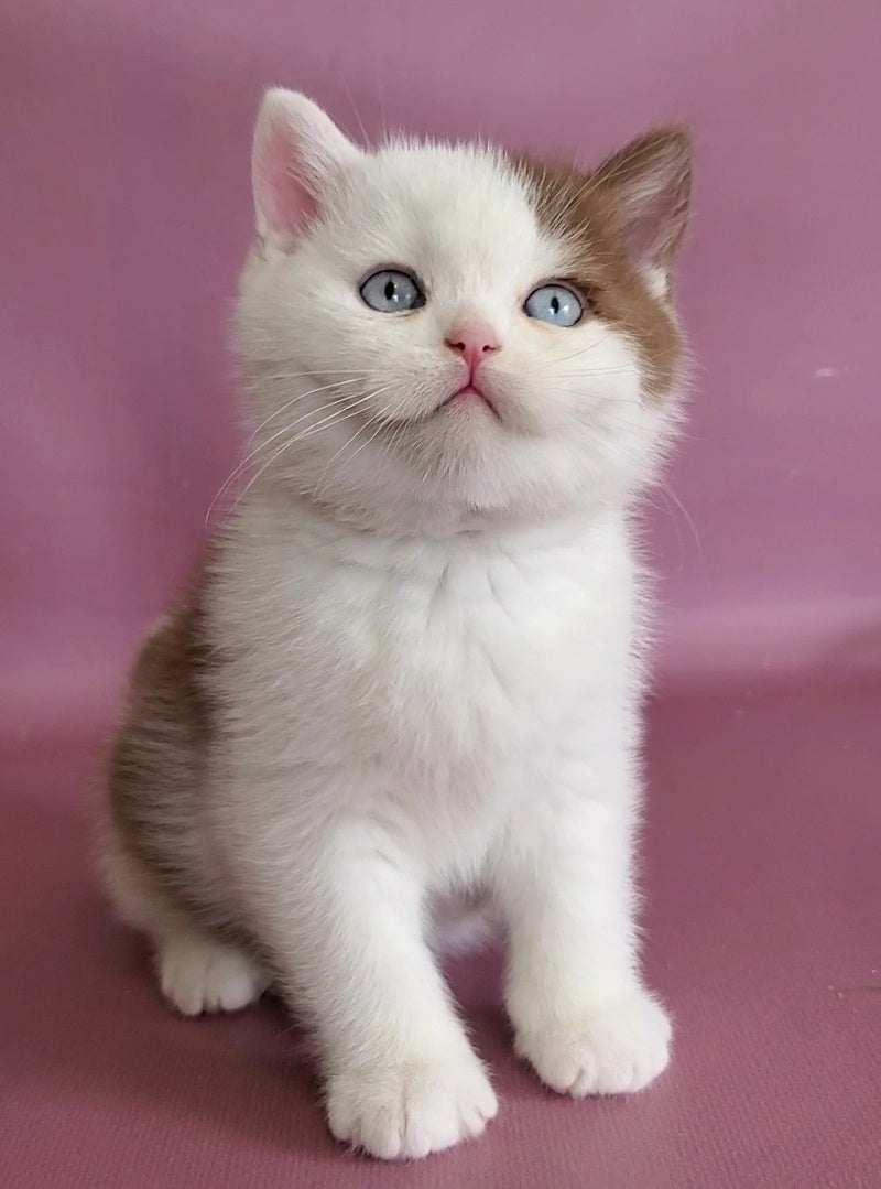 Vito British Shorthair male, cinnamon bicolour