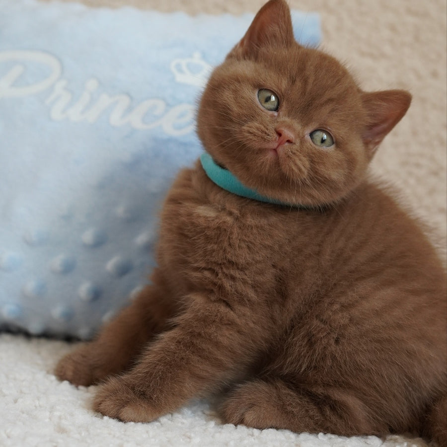 Ugo British Shorthair male, cinnamon