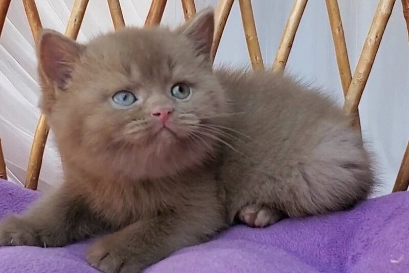 Yara British Shorthair female, cinnamon