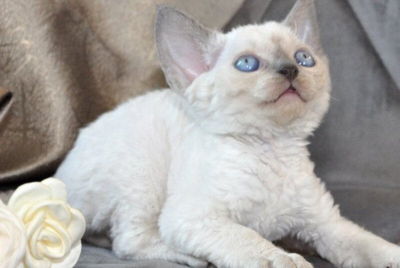 Agatha Devon Rex female, blue pointed
