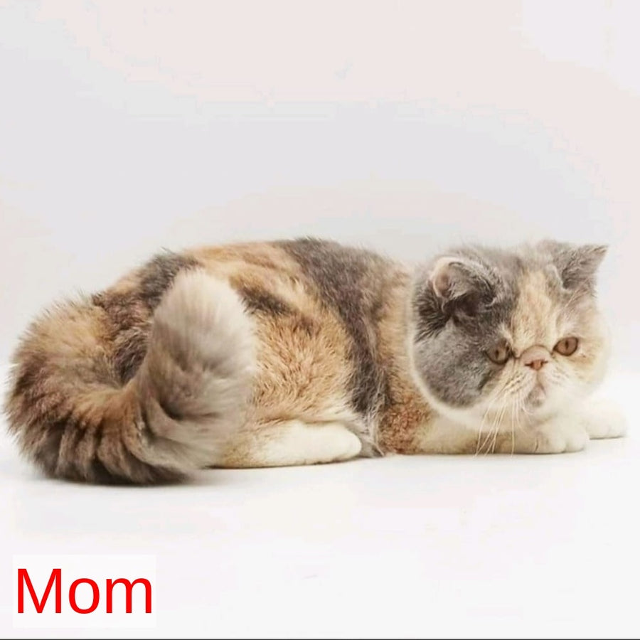 Chamomile Persian female, blue tortie bicolour