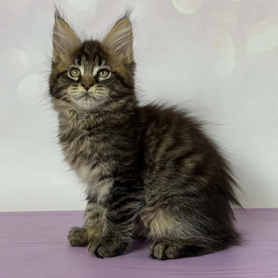 Fanta Maine Coon female, black spotted tabby