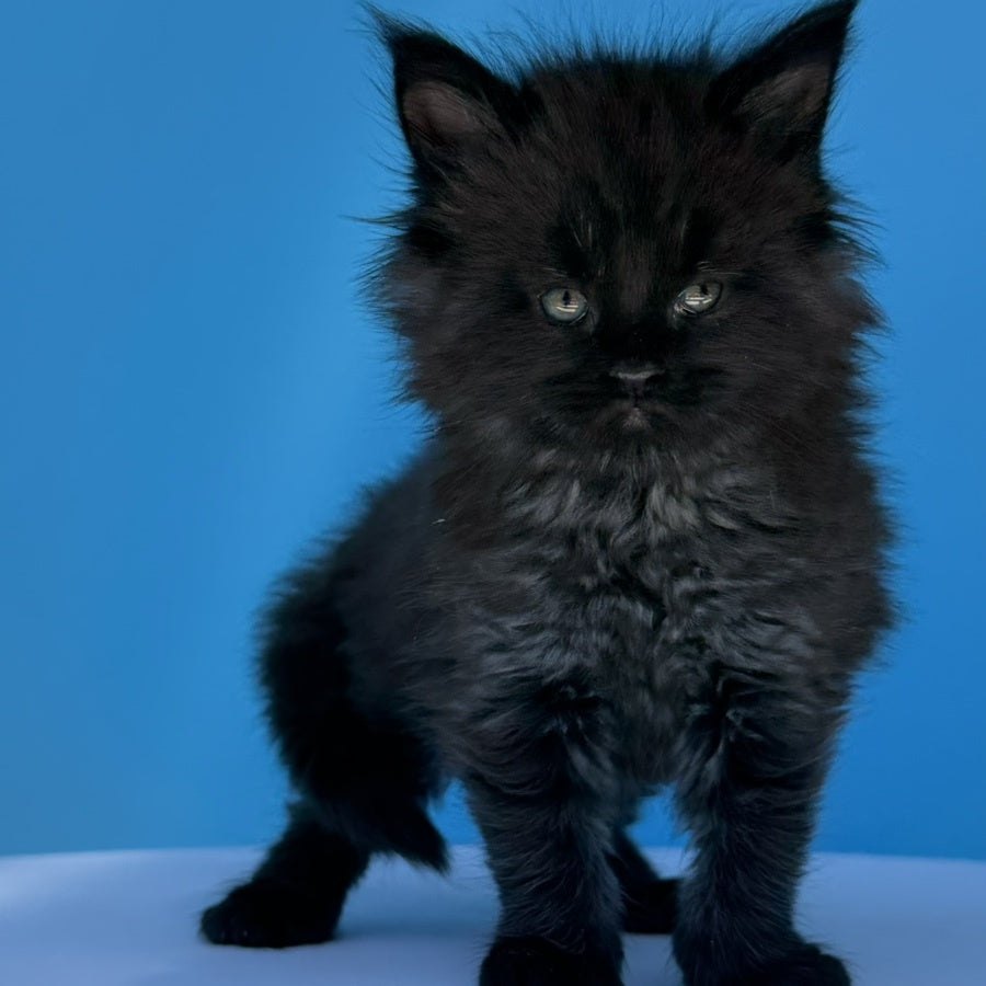 Ursa Maine Coon female, black silver